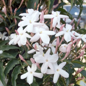 Jasminum polyanthemum 