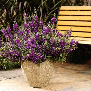 Angelonia angustifolia 'Dark Violet' 