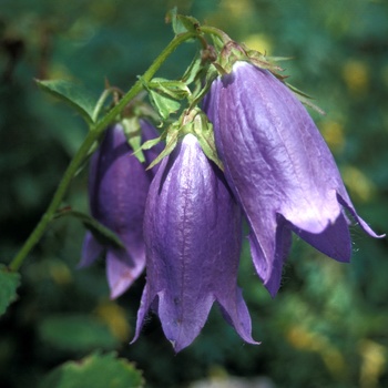 Campanula 'Sarastro' 