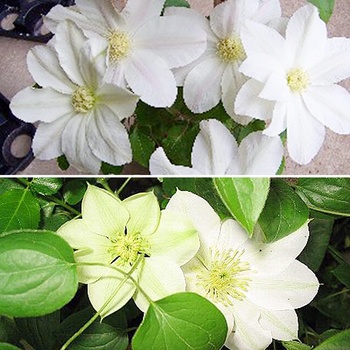 Clematis 'Lemon Chiffon' 