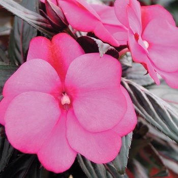 Impatiens hawkeri Infinity® 'Blushing Lilac' PP 16,147 & Can. 2280
