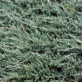 Juniperus horizontalis 'Bar Harbor'