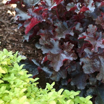 Heuchera 'Black Beauty'