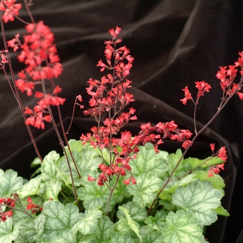 Heuchera 'Blood Red' 17153