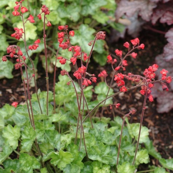 Heuchera 'Blood Red'