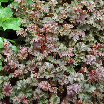 Heuchera 'Cafe ole' 18922