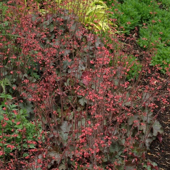 Heuchera 'Cherries Jubilee' 11377