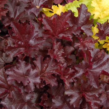 Heuchera 'Chocolate' 