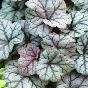 Heuchera 'Cinnabar Silver' PP18324