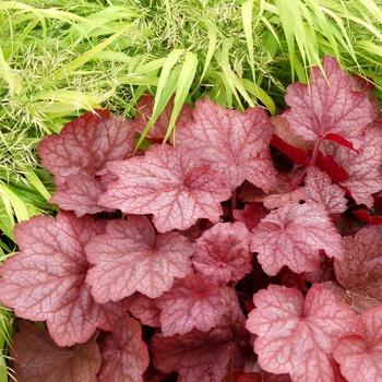 Heuchera 'Georgia Peach'