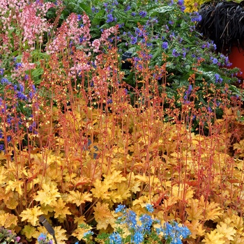 Heuchera 'Ginger Ale' PP18173