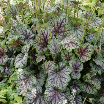 Heuchera americana 'Green Spice'