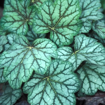 Heuchera americana 'Green Spice' (014308)