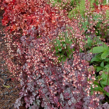 Heuchera 'Gypsy Dancer'