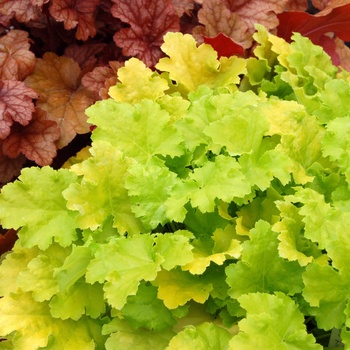 Heuchera 'Lime Rickey' PP16210