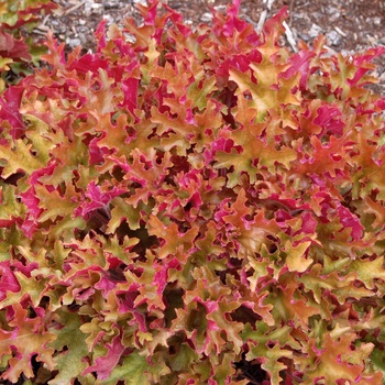 Heuchera 'Marmalade™'