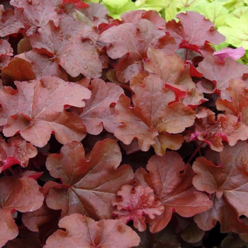 Heuchera 'Mahogany'