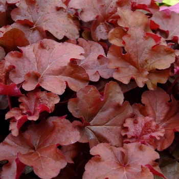 Heuchera 'Mahogany' PP19072