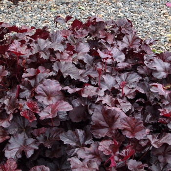 Heuchera 'Obsidian' PP14836