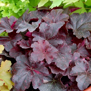 Heuchera 'Midnight Rose' PP18551