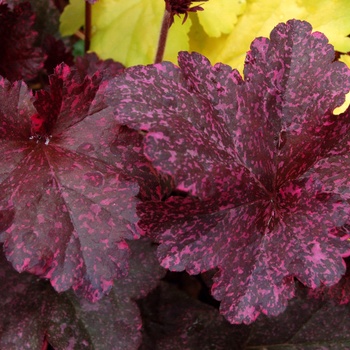 Heuchera 'Midnight Rose'