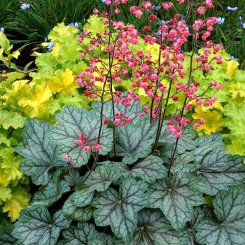 Heuchera 'Peppermint Spice' PP18009