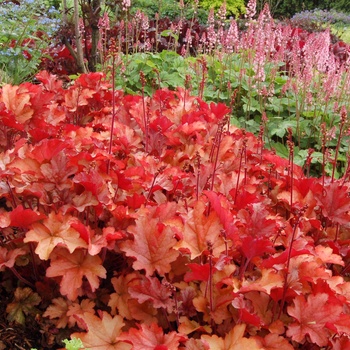 Heuchera 'Peach Flambe' 