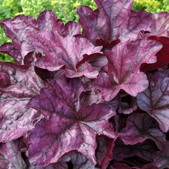 Heuchera 'Plum Royale' PP20935