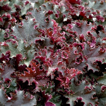 Heuchera 'Purple Petticoats'