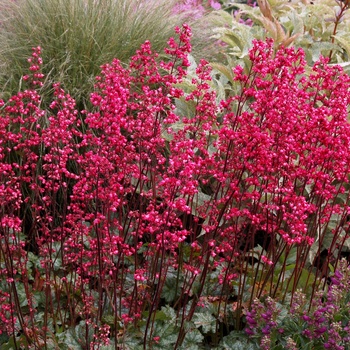 Heuchera Front & Center™ 'Rave On'