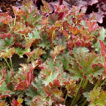 Heuchera 'Sashay' 