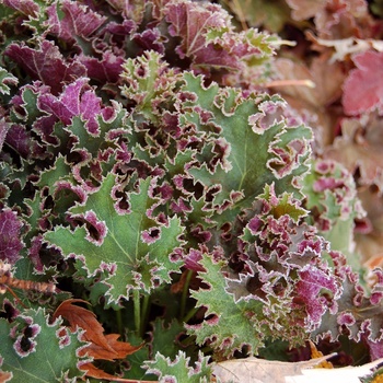 Heuchera 'Sashay'