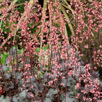 Heuchera 'Vesuvius'