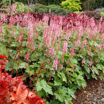 Heucherella 'Dayglow Pink' PP12164