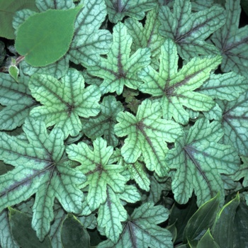 Heucherella 'Kimono' 12154