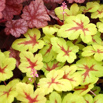 Heucherella 'Sunspot' 14825