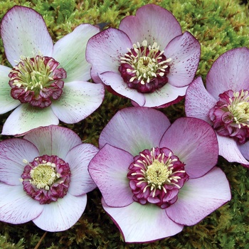 Helleborus 'Carousel Strain' 