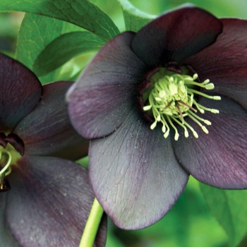 Helleborus 'London Fog Strain' 