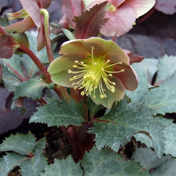 Helleborus x sternii 'Hot Flash' 