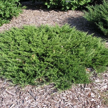 Juniperus sabina 'Buffalo'