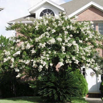 Lagerstroemia indica x fauriei 'Natchez' 