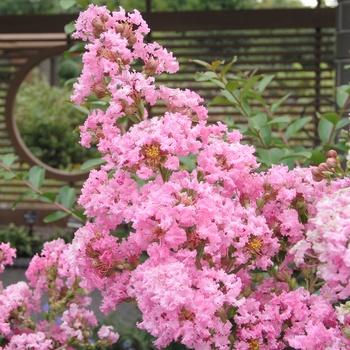 Lagerstroemia indica 'Potomac' 