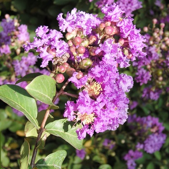 Lagerstroemia 'Twilight' 