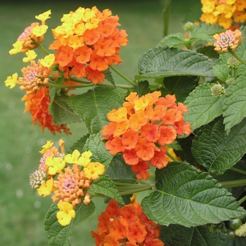 Lantana camara 'Radiation' 