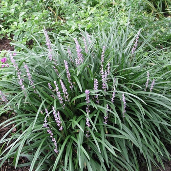 Liriope muscari