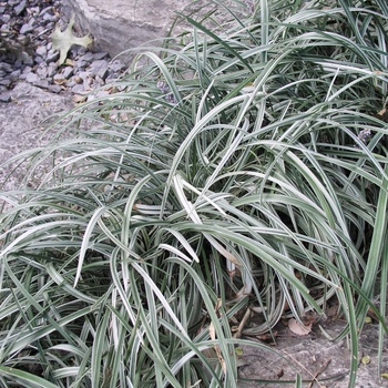 Liriope spicata 'Silver Dragon'