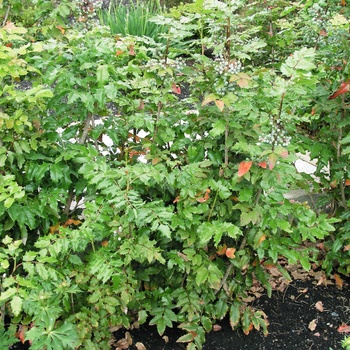 Mahonia aquifolium