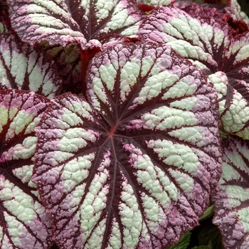 Begonia rex-cultorum 'Fireworks' 