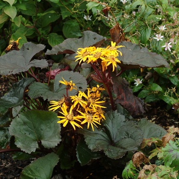 Ligularia dentata 'Britt Marie Crawford'