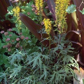 Ligularia przewalskii 'Dragon's Breath'